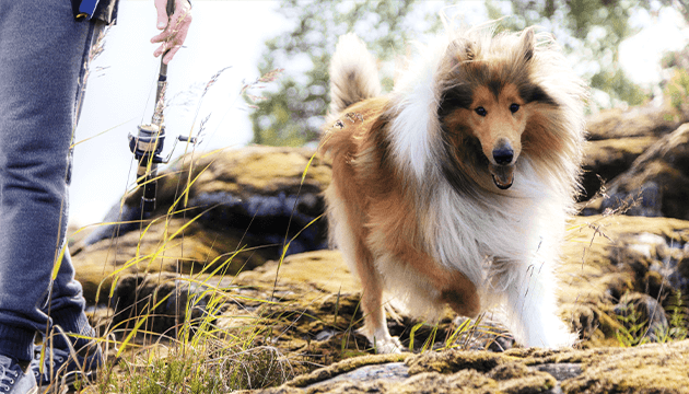 PrimaDog active rough collie in a lake side