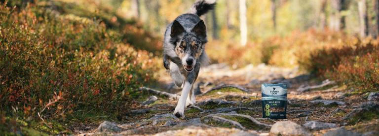 PrimaDog koira juoksee polkua metsässä, kuvassa mukana koiran herkkupakkauskuva
