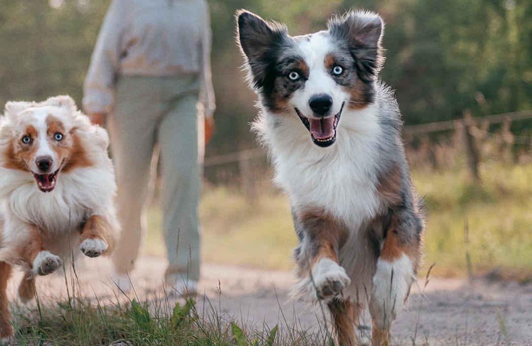 PD aktiva två hundar som springer med sin ägare