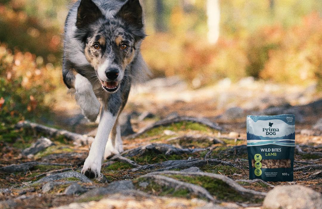 PrimaDog hund springer stigar i skogen med Northern Treats hundgodis förpackningsbild för de perfekta vandringssnacksen