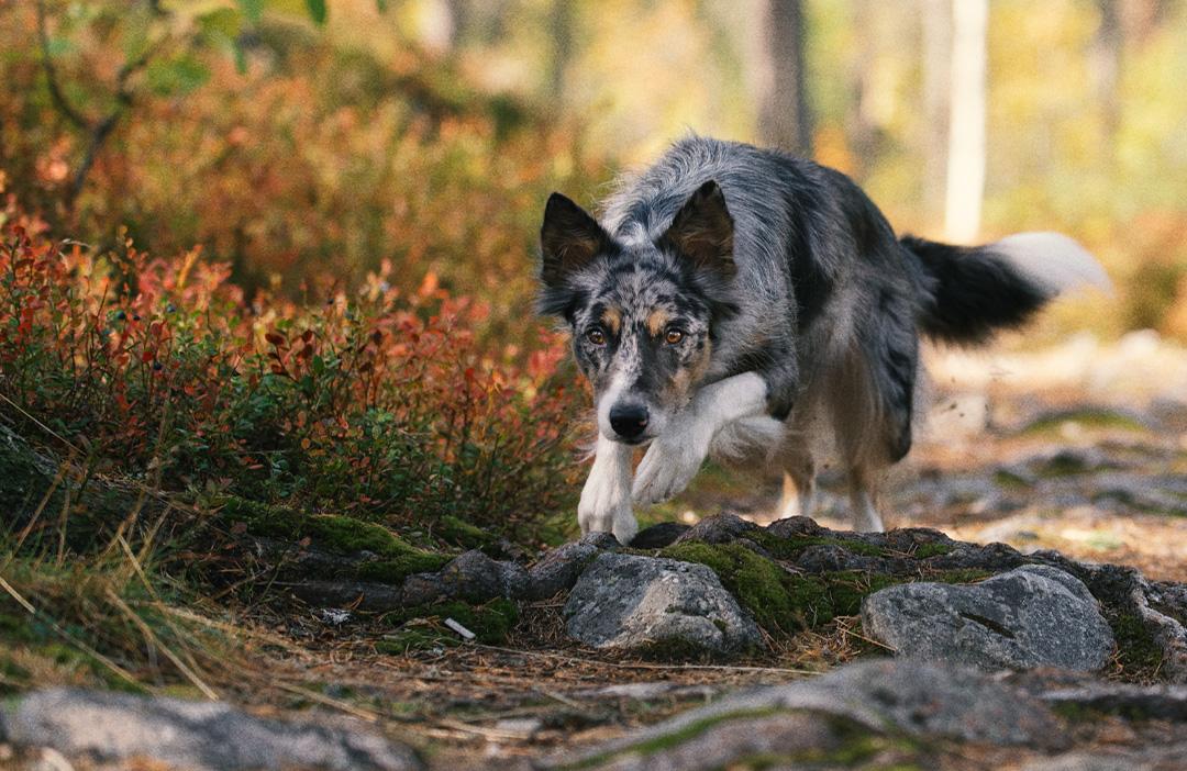 PrimaDog dog running in forest trail